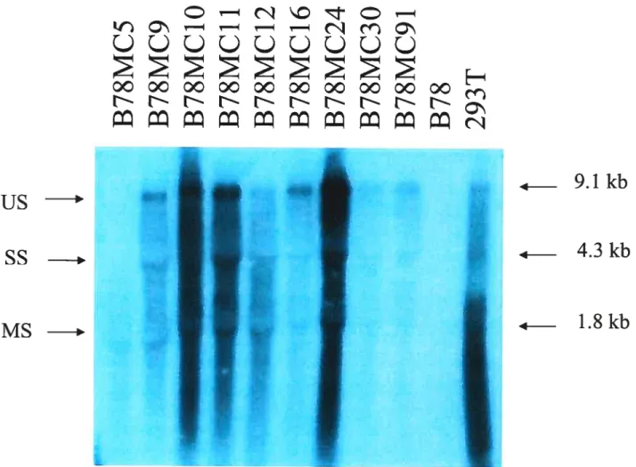 Figure 6 Expression de l’ARN du VIH dans les cellules B78, B78MC et 293T infectées par le VSV-G/NL4