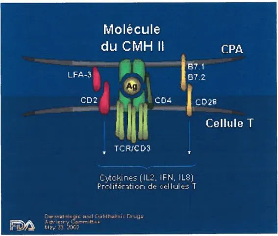 Figure 1.1 Reconnaissance d’un antigène par une cellule T CD4+.
