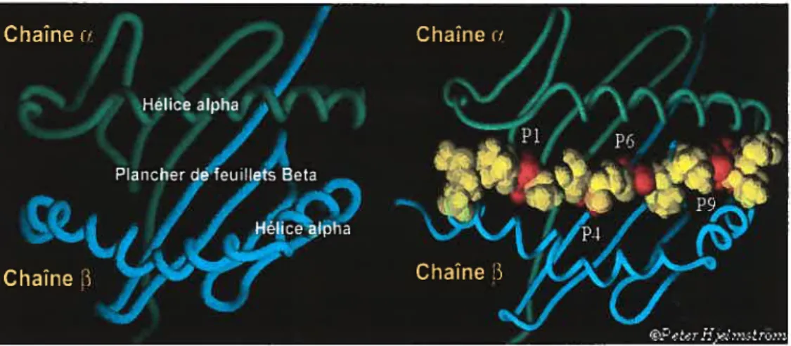 Figure 1.4 Structure de la niche peptidique des molécules du CMH