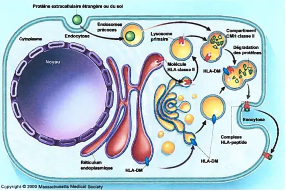 Figure 1.6 Voie de la présentation antigénique par le CMH Il. Les