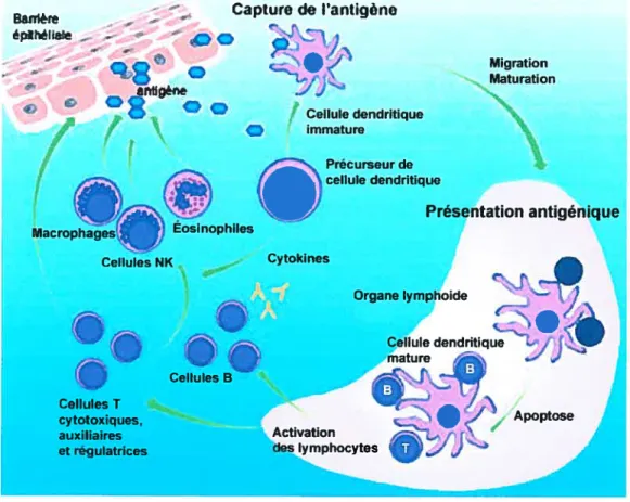 Figure 1.7 Cycle de vie des cellules dendritiques. Les précurseurs