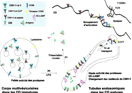 Figure 1.8 Présentation antigénique par le CMH II dans les cellules