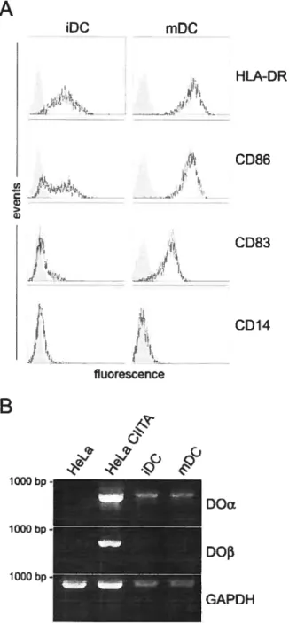 Figure I A IDC mDC > la) HLA-DRCD86 CD83 CDI4ttlj— h fluorescence B f o ‘1