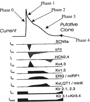 Figure 1.1 Représentation du potentiel d’action auriculaire et des contributions des canaux ioniques impliqués dans sa genèse