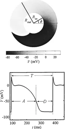 Figure 2.3 A) the annulus geometry is shown with the propagation of the periodic reentry for R.,, = 3.0 and R,,,,, = 7.0 cm