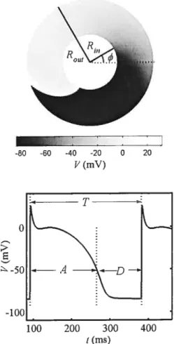 Figure 2.3 A) the annulus geometry is shown with the propagation of the periodic reentry for R.,, = 3.0 and R,,,,, = 7.0 cm