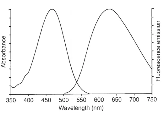 Figure 1.1 Spectre d’absortion et d’émission du colorant styryl di-8-ANEPPS (Molecular Probes)