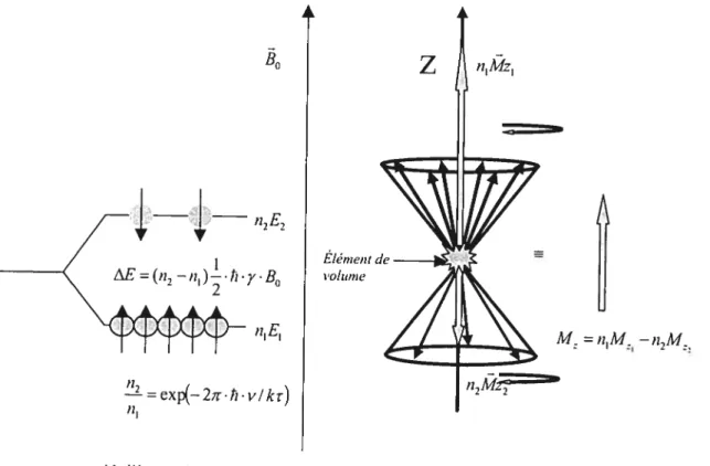 fIGURE 1 .2 Effet Zeeman et levée de la dégénérescence (séparation des deux populations dans un champ magnétique)