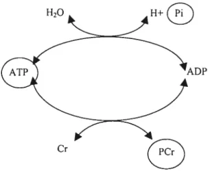 FIGURE 1 .8 Cycle métabolique, où l’ATP cède de l’énergie pour faciliter