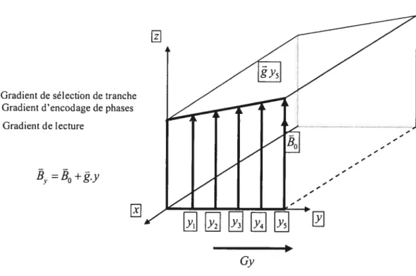 FIGURE 1 . 10 Tranche Az sélectionnée avec le gradient de sélection de tranche.