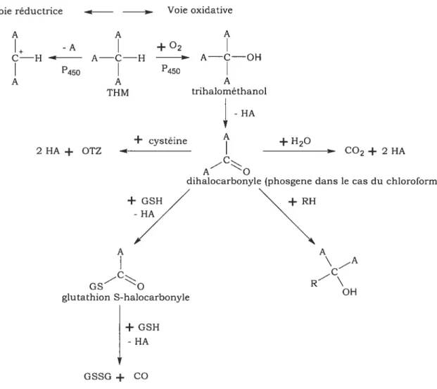 Figure 1. Étapes dans le métabolisme d’un trihalométhane (Adaptée de Stevens et Anders, 1979, NTP, 1989, Tomasi et al., 1985 et USEPA, 2001)