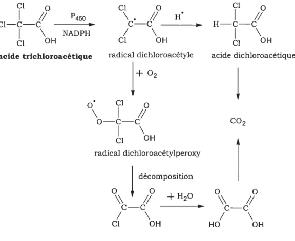 Figure 2. Étapes dans le métabolisme de l’acide trichloroacétique (Adaptée de Larson et Bull, 1992) Cl Q Cl Q Cl // P450 \