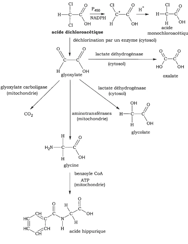 Figure 3. 1Dtapes dans le métabolisme de l’acide dichioroacétique (Adaptée de Janies et al., 1998) Cl O \ // « C—C / H OH Cl oI//H—C—CH OH acide monochioroacétique O O \\ // C—C / \ HO OH oxalate benzoyle CoA ATP (mitochondrie) O O H H OH H HC CH CH H acide hippuriqueClH—C-—CClOHp450 NADPHacide dichioroacétique