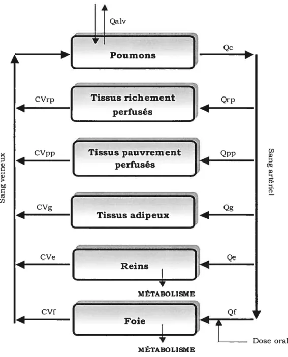 Figure 5. Représentation conceptuelle d’un modèle TCBP pour les trihalométhanes administrés par voie orale (Adaptée de Da Silva et al., 1999)