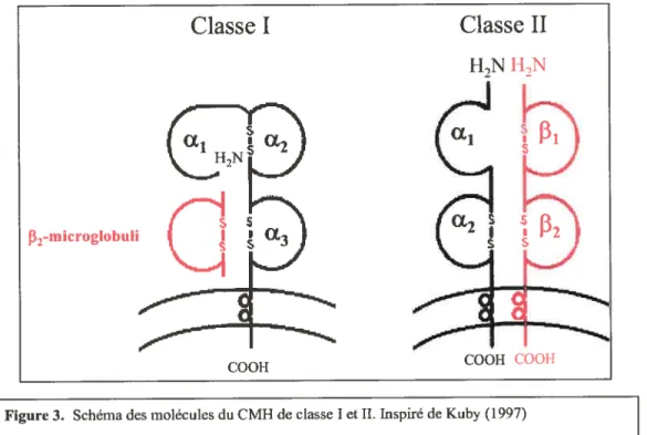 Figure 3. Schéma des moLécules du CMH de classe I et II. Inspiré de Kuby (1997)