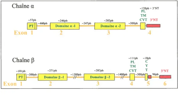 Figure 4. Schéma de l’organisation génétique des gènes du CMH de classe II u et f3 chez le saumon atlantique (Salmo salar)