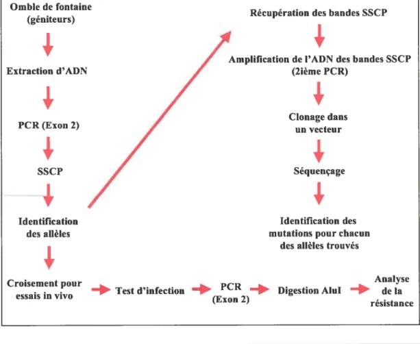 Figure 6. Représentation schématique des différentes étapes nécessaires au projet de détermination de la résistance à A