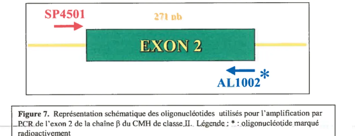 Figure 7. Représentation schématique des oligonucléotides utilisés pour l’amplification par PCR de l’exon 2 de la chaîne f3 du CMH de classejl