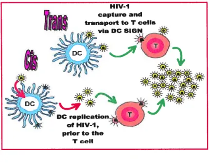 Figure 4 Infection en cis et en trans des cellules dendritiques par le VIII-1 (52)