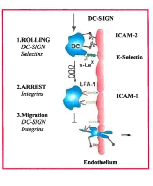 Figure 6 : Interaction entre DC-$IGN et ICAM-2/3 (22)