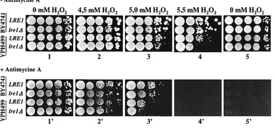Figure 13 — Effet de la mutation trel4 dans un contexte génétique rho°, sur la sensibilité au peroxyde d’hydrogène