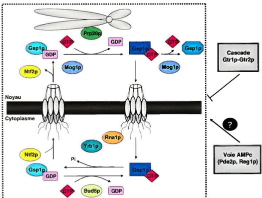 figure 2 — Régulation du cycle GDP/GTP de Gsplp. L’hydrolyse de GTP