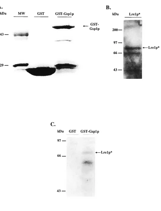 Figure 4 — Essai d’interaction iii vitro entre Lrelp* et GST-Gsplp.