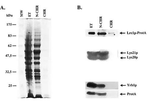 Figure 7 — Caractérisation de la liaison de Lrelp-ProtA à la chromatine