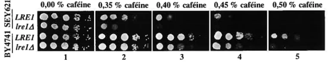 figure 9 — Effet de la mutation trelzl sur la sensibilité à la caféine.