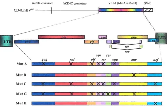 Figure 9. Structure des transgènes CD4C/HIVMOL. Le fragment enhancer de souris dti gène CD4 (mCD4), le promoteur humain CD4 (hCD4), chacun des génomes mutants du VII-I-1 (MutA à MutH), et les séquences de polyadénylation du virus simien 40 (SV4O), furent l