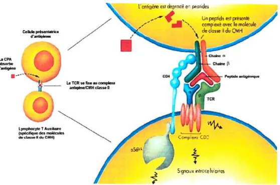 figure 1.1 La présentation antigénique par les molécules du CMH-II.