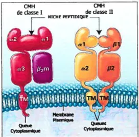 Figure 1.2 Structure générale des molécules du CMII classe 1111. Traduit de Klein et al., 2000 (1).