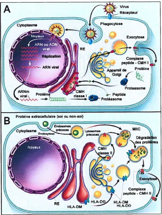 Figure 1.3 Voies de présentation des molécules du CMII de classe I et II.