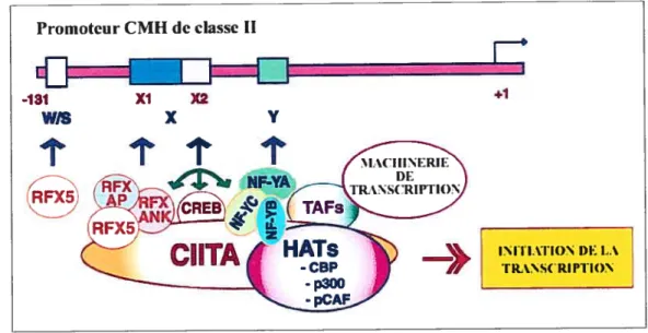 Figure 1.5 Promoteur des CMII de classe II et complexe transcriptionnel.