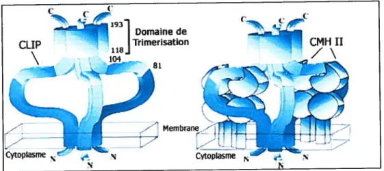 Figure 1.6 Modèle du trimère de Ii et du complexe CMH-II I Ii