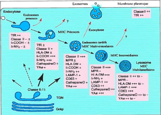 Figure 1.7 Voie endosomale et route des molécules du CMH-II.