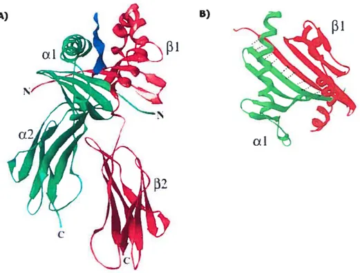 Figure 1.8 Structure tridimensionnelle d’une molécule du CMII de classe II (ULA-DRJ).