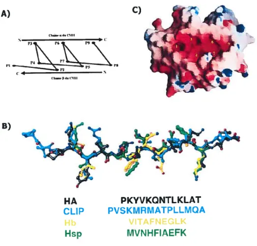figure 1.9 Orientation du peptide dans la nïche peptidique du classe II. (A) Schéma de la conformation en hélice polyproline de type II (ppII) des peptides occupant la niche peptidique des classe II