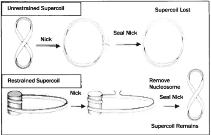 Figure 5. Surenroulement libre vs. contraint. Lorsque le surenroulement est libre (haut), une brisure dans l’ADN cause une relaxation complète de la molécule