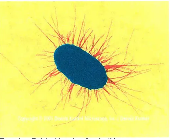Figure 1. Fimbnae à la surface d’une bactérie