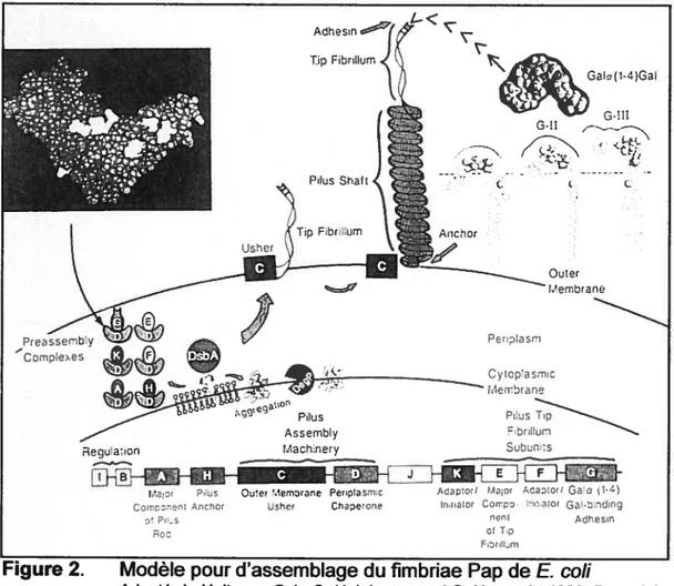 Figure 2. Modèle pour d’assemblage du fimbriae Pap de E cou
