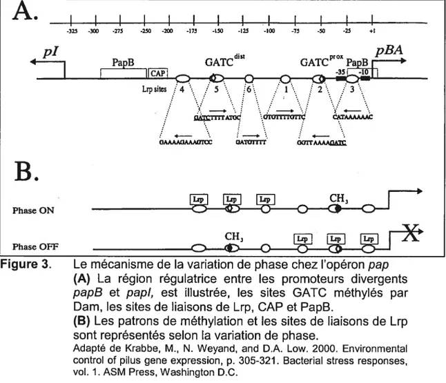 Figure 3. Le mécanisme de la variation de phase chez I’opéron pap (A) La région régulatrice entre les promoteurs divergents pap8 et papi, est illustrée, les sites GATC méthylés par Dam, les sites de liaisons de Lrp, CAP et PapB.