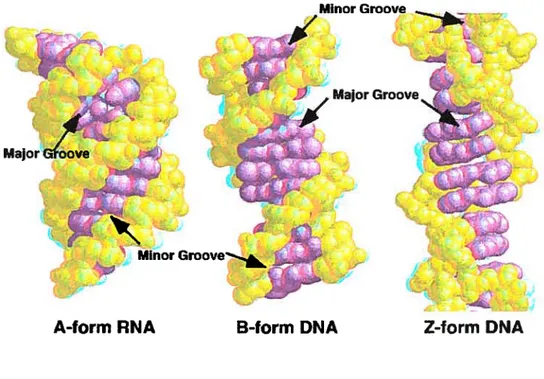 Figure 6. Différentes formes de molécules d’ADN