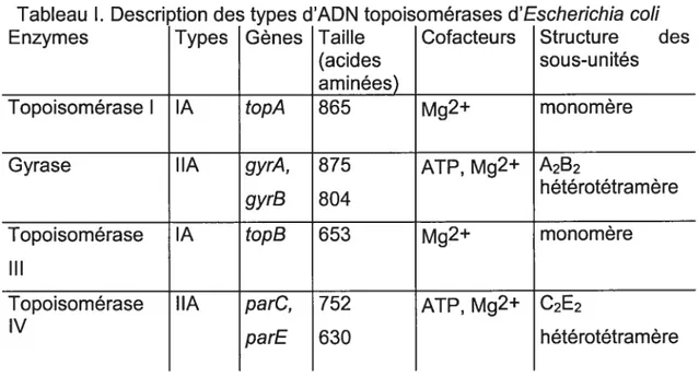 Tableau I. Description des types d’ADN topoisomérases d’Escherichia col! Enzymes Types Gènes Taille Cofacteurs Structure des