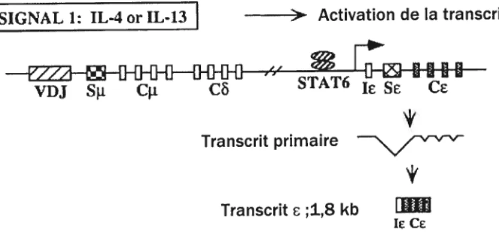 Fig. 4 : Évènements moléculaires impliqués lors du premier signal induissant la commutation
