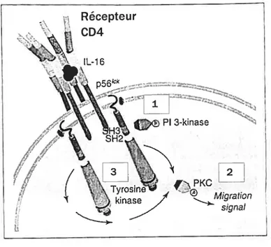 fig. 7 Signalisation intracellulaire induite suite à fa liaison de l’IL-16 à sob récepteur, le CD4, chez