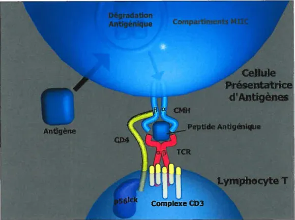 Figure 1.1. La présentation antïgénique par les molécules du CMH II. Une cellule présentatrice d’antigène présente un peptide issu de la dégradation d’un antigène par l’intermédiaire des molécules du CMH de classe II