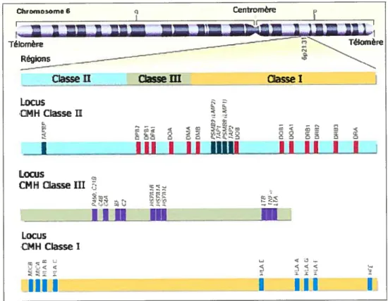 Figure 1.4. Locus du complexe majeur d’histocompatibilité humain