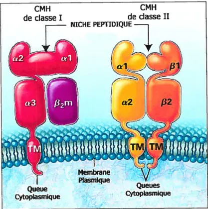 Figure 1.5. Comparaison de la structure générale des molécules de CMII de c]asse I et II