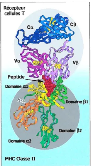 Figure 1.6. Structure tridimensionnelle d’un CMH II présentant un peptide.